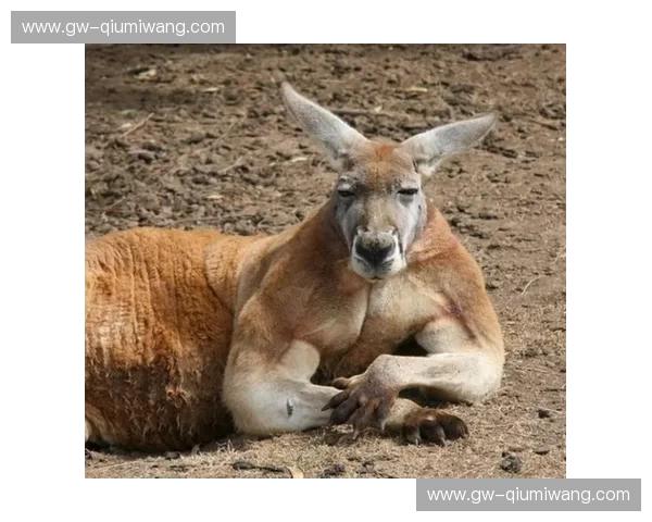 澳洲巨兽的擂台首秀：袋鼠能否征服拳击界？